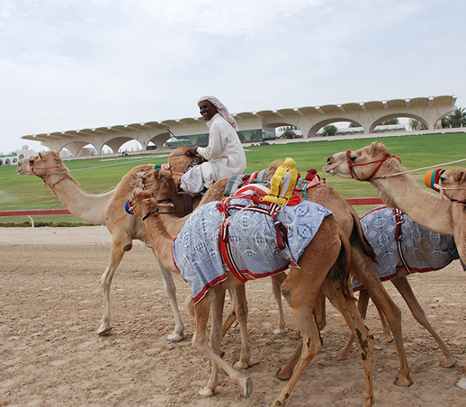 الرياضة