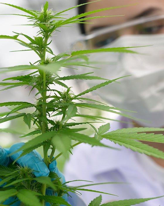 UAE Government Issues a Federal Decree-Law Regulating Industrial and Medical Uses of Industrial Hemp